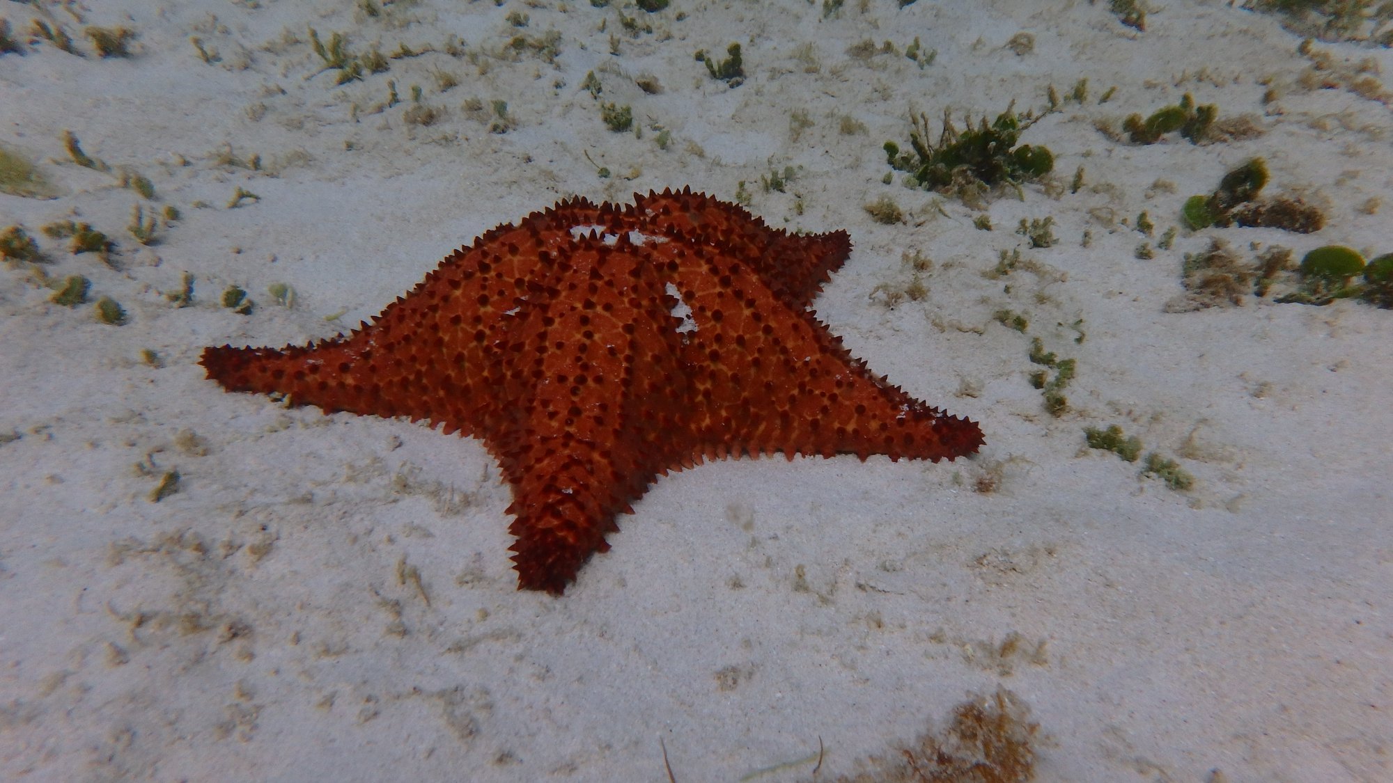 SEABOB ARUBA - Vacationstore.net